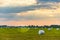 Haylage bales wrapped in white foil will provide food for farm animals during the winter.