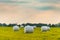 Haylage bales wrapped in white foil will provide food for farm animals during the winter.