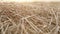 Hayloft dry grass. Large stack of hay or straw close up view.