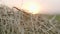 Hayloft dry grass. Large stack of hay or straw close up view.