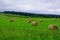 Haymaking