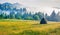 Haymaking in a Carpathian village with carpet of yellow flowers. Foggy summer scene of misty mountains. Colorful norning view of B