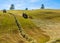 Haymaking on a hillside with rows of hay, a hay tedder and a hay-loader