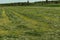 Haymaking in the meadow.