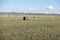 Haymaking meadow with background of mountains. East Kazakhstan Region