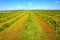 Haymaking in Scotland