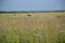 Haymaking, summer, russia, landscape, july