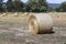 Hayrolls on the field in Mudgee, Australia