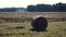 Haystack agriculture field landscape. Cereal production, large circles of hay.