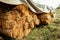 Haystack, a bale of hay group, straw lies covered, blanks for farm work and animals