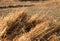 HAYSTACK or Dried Grass Pile in Field-India