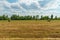 A haystack is drying in the sun. Harvesting wheat and harvesting hay in the form of round sheaves. Wheat field after harvesting