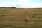 Haystack on field on sunset background. Hay bale from residues grass. Hay stack in agriculture.