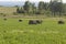 Haystack harvest agriculture farm field. Haystack rock on agricultural field