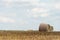 A haystack left in a field after harvesting grain crops. Harvesting straw for animal feed. End of the harvest season. Round bales