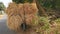 A haystack on a motorcycle against the back of a pile of dry wood and trees