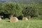 Haystack in pyrenean countryside, Aude in France