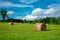 Haystack roll agriculture field landscape. Agriculture mown meadow with blue sky and clouds