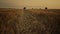 Haystack wheat field landscape at golden autumn sunset. Walking farmer view.