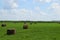 Haystacks in the field