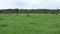 Haystacks on field with green grass. Autumn time