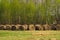 Haystacks on the field. large round bales of straw in the meadow