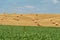 Haystacks harvest on agriculture farm fields. Farm field bales agriculture landscape. Haystack harvest landscape. The beet field