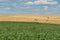 Haystacks harvest on agriculture farm fields. Farm field bales agriculture landscape. Haystack harvest landscape. The beet field