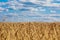 Haystacks Harvesting wheat. Bread in the field