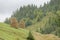 Haystacks on hillside, Apuseni Mountains, Romania