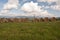 Haystacks on meadow near Malatina village in Slovakia