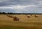 Haystacks. Russian field. Overcast.