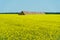 Haystacks stacked in the form of a large pyramid are dried in the sun. A haystack on a rapeseed field. A huge yellow rapeseed