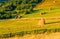 Haystacks and a trees on a hillside meadow