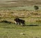 Haytor Down & 3 Dartmoor Foals