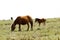 Haytor Down & Dartmoor Ponies