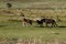 Haytor Down & Dartmoor Ponies