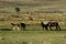 Haytor Down & Dartmoor Ponies