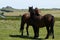 Haytor Down & a herd of Dartmoor Ponies