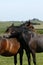 Haytor Down & a herd of Dartmoor Ponies