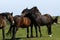 Haytor Down & a herd of Dartmoor Ponies