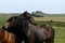 Haytor Down & a herd of Dartmoor Ponies