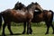 Haytor Down & a herd of Dartmoor Ponies