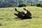 Haytor Down & a herd of Dartmoor Ponies