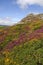 Haytor and Heather, Dartmoor