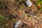 Hazardous waste - light bulbs and batteries thrown in the woods