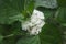 Hazari Flower Rose Plant or Clerodendrum Chinense Glory Bower