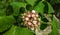 Hazari Rose Plant or Clerodendrum Chinense Glory Bower