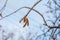 Hazel blossom or Corylus heterophylla, covered with snow in winter