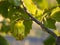 Hazel bush Corylus with maturing hazelnuts in Greece on a sunny day